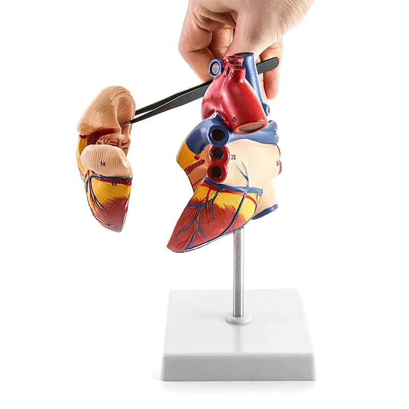 Amazon | 心臓モデル 心臓模型 1:1実物大 心臓解剖モデル 磁気